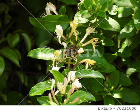 スイカズラの花にハナムグリ 76221000