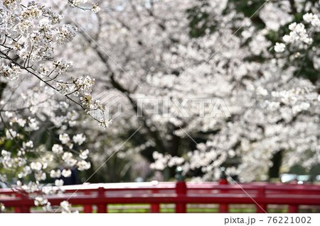 見沼代用水にかかる赤い橋と桜 76221002