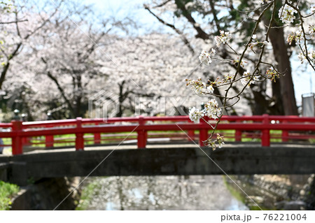 見沼代用水にかかる赤い橋と桜 76221004