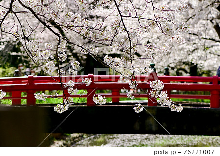 見沼代用水にかかる赤い橋と桜 76221007
