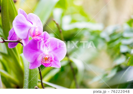 Purple orchids in a tropical forest Purple orchids in a tropical forest 76222048