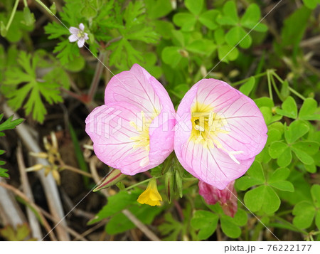 ヒルザキツキミソウ（野草） 76222177