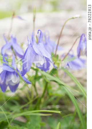 白馬岳のミヤマオダマキ 白馬岳のミヤマオダマキ 76222813