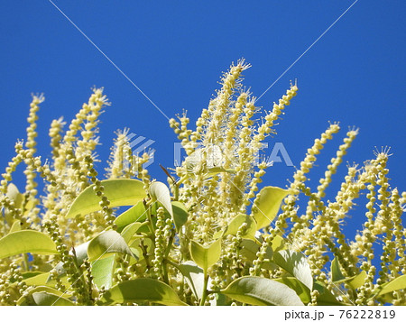 スダジイの花の写真素材