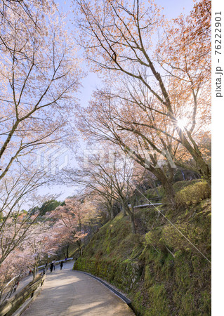 桜満開の世界遺産　早朝の吉野山 76222901