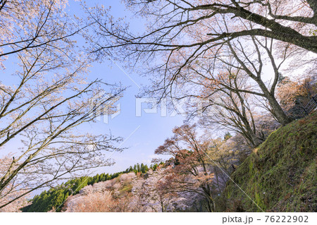 桜満開の世界遺産　早朝の吉野山 76222902