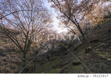 桜満開の世界遺産 早朝の吉野山 桜満開の世界遺産 早朝の吉野山 76222917