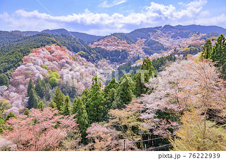 桜満開の世界遺産　早朝の吉野山 76222939