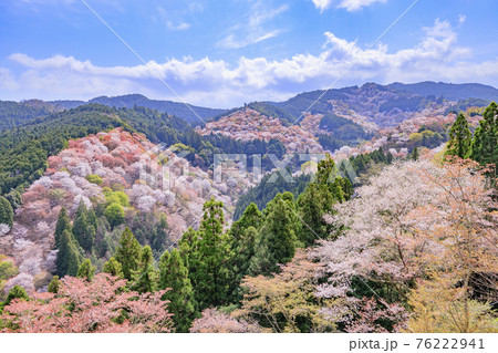 桜満開の世界遺産　早朝の吉野山 76222941