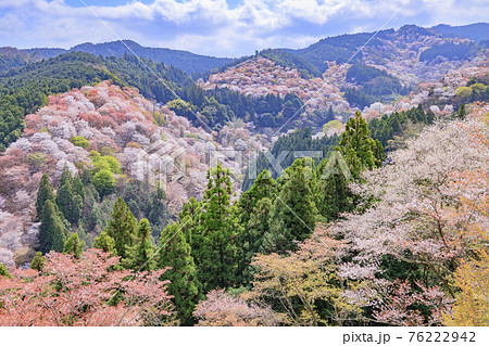 桜満開の世界遺産 早朝の吉野山 桜満開の世界遺産 早朝の吉野山 76222942