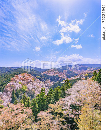 桜満開の世界遺産 早朝の吉野山 桜満開の世界遺産 早朝の吉野山 76222944