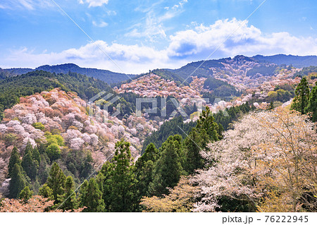 桜満開の世界遺産 早朝の吉野山 桜満開の世界遺産 早朝の吉野山 76222945