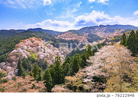 桜満開の世界遺産 早朝の吉野山 桜満開の世界遺産 早朝の吉野山 76222946