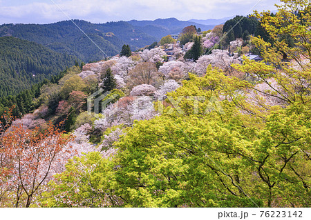 桜満開の世界遺産　早朝の吉野山 76223142