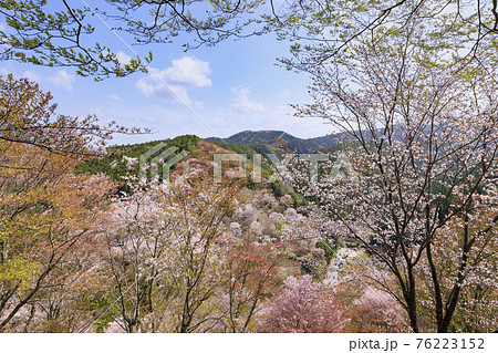 桜満開の世界遺産 早朝の吉野山 桜満開の世界遺産 早朝の吉野山 76223152