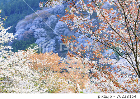 桜満開の世界遺産　早朝の吉野山 76223154