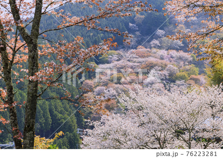 桜満開の世界遺産 早朝の吉野山 桜満開の世界遺産 早朝の吉野山 76223281