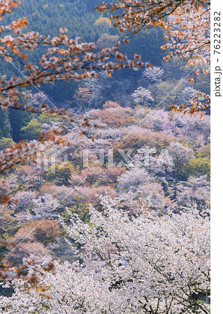 桜満開の世界遺産　早朝の吉野山 76223282