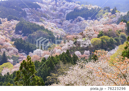 桜満開の世界遺産　早朝の吉野山 76223296