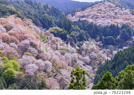 桜満開の世界遺産　早朝の吉野山 76223298