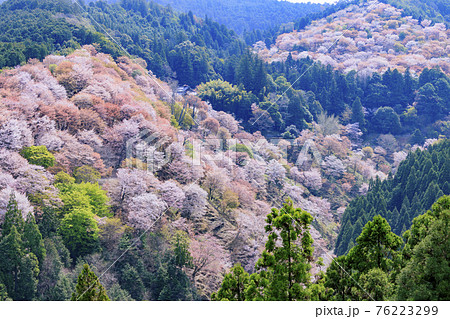 桜満開の世界遺産　早朝の吉野山 76223299