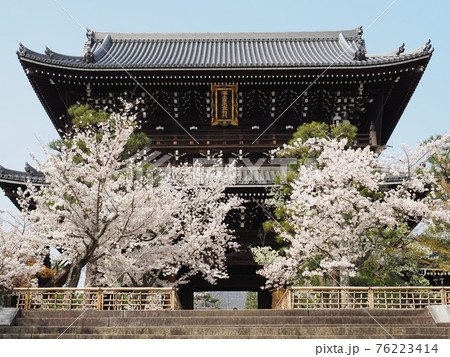 京都　東山　金戒光明寺の桜 76223414