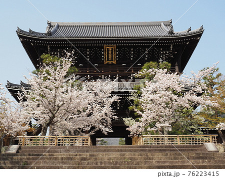 京都　東山　金戒光明寺の桜 76223415