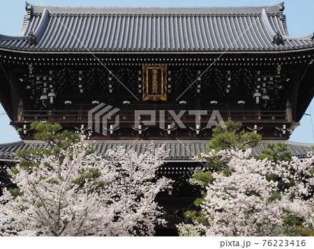 京都　東山　金戒光明寺の桜 76223416