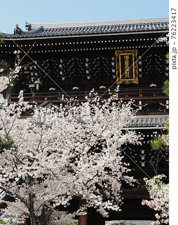 京都　東山　金戒光明寺の桜 76223417