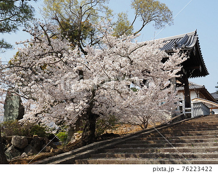 京都　東山　金戒光明寺の桜 76223422