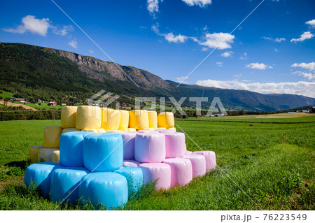 Colorful silage bales on a field in Norway 76223549