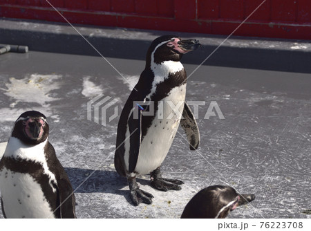 ペンギン 76223708