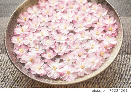 春の浮き花の写真素材 春の浮き花の写真素材