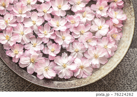 春の浮き花の写真素材 春の浮き花の写真素材