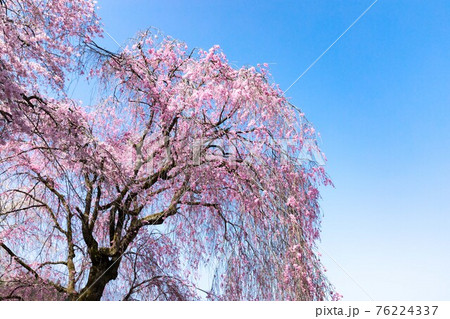 埼玉県秩父市 岩松山清雲寺の枝垂れ桜 76224337