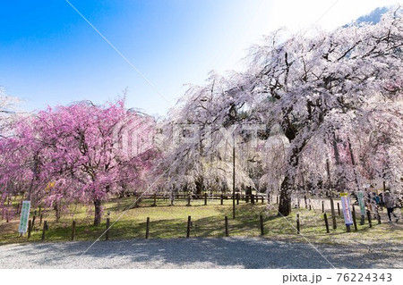 埼玉県秩父市 岩松山清雲寺の枝垂れ桜 埼玉県秩父市 岩松山清雲寺の枝垂れ桜 76224343