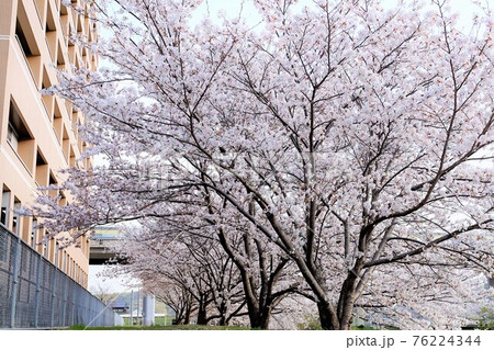 桜舞い散る桜道　 76224344