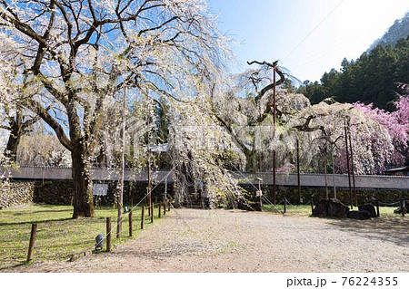 埼玉県秩父市 岩松山清雲寺の枝垂れ桜 埼玉県秩父市 岩松山清雲寺の枝垂れ桜 76224355