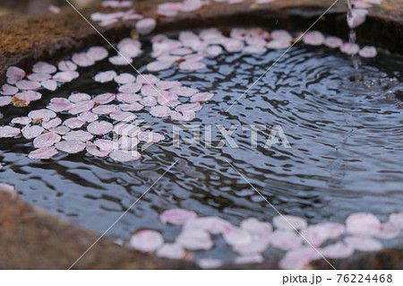 手水鉢の水面に浮かぶ桜の花びら 桜が散るイメージ素材 の写真素材