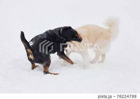 Cute rottweiler puppy, multibred dog in the park. 76224799