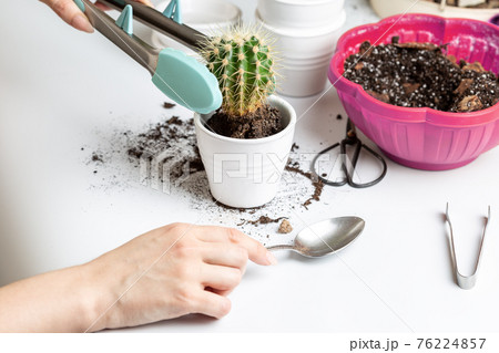 Woman repotting cactai into white ceramic pot 76224857