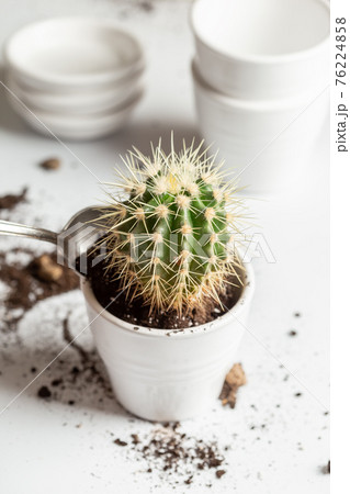 Process of repotting a cactus at home into new pot Process of repotting a cactus at home into new pot 76224858