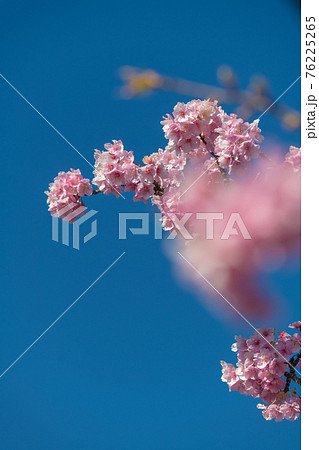 【松田町松田山、満開の河津桜】 【松田町松田山、満開の河津桜】 76225265
