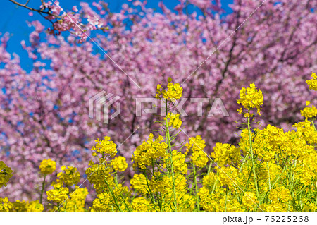 【松田町松田山、満開の河津桜と菜の花】 【松田町松田山、満開の河津桜と菜の花】 76225268