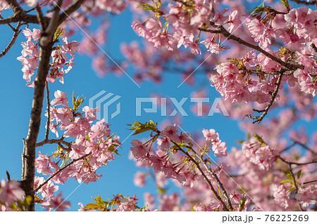 【松田町松田山、満開の河津桜】 76225269