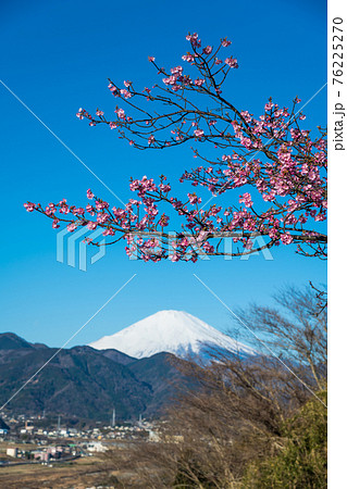 【松田町松田山、満開の河津桜と富士山】 【松田町松田山、満開の河津桜と富士山】 76225270