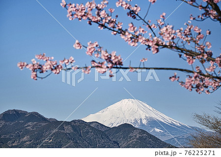 【松田町松田山、満開の河津桜と富士山】 【松田町松田山、満開の河津桜と富士山】 76225271
