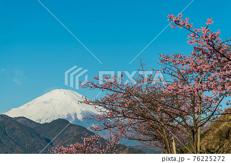 【松田町松田山、満開の河津桜と富士山】 【松田町松田山、満開の河津桜と富士山】 76225272