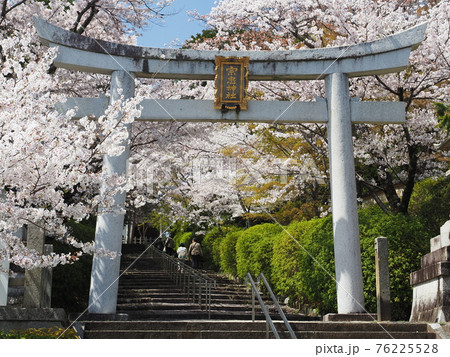 京都　東山　宗忠神社の桜 76225528
