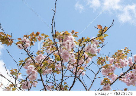 桜の花 桜の花 76225579
